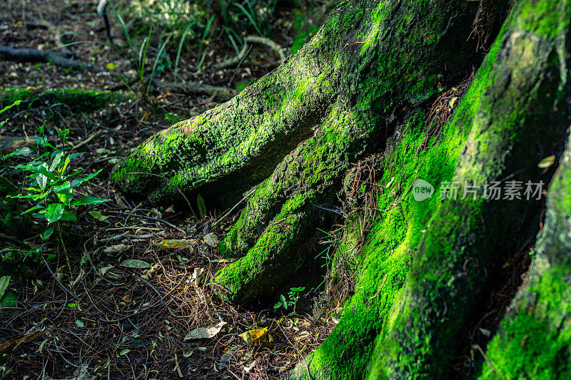 森林阳光，Riccarton Bush， Ōtautahi克赖斯特彻奇，冬日阳光